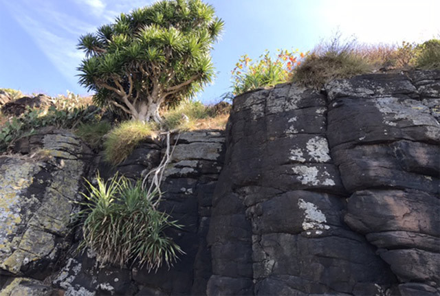 Không giống nhiều thắng cảnh biển khác ở Quảng Ngãi hút hồn du khách bằng bờ cát vàng óng phẳng lì dài tít tắp, như: Vịnh Việt Thanh, xã Bình Trị, cùng huyện; hay Sa Huỳnh, huyện Đức Phổ... , vẻ đẹp của Gành yến được tạo bởi loại đá đen. Theo người dân địa phương những lớp đá đen này là kết quả phun trào của núi lửa từ hàng triệu năm trước. Không giống nhiều thắng cảnh biển khác ở Quảng Ngãi hút hồn du khách bằng bờ cát vàng óng phẳng lì dài tít tắp, như: Vịnh Việt Thanh, xã Bình Trị, cùng huyện; hay Sa Huỳnh, huyện Đức Phổ... , vẻ đẹp của Gành yến được tạo bởi loại đá đen. Theo người dân địa phương những lớp đá đen này là kết quả phun trào của núi lửa từ hàng triệu năm trước.