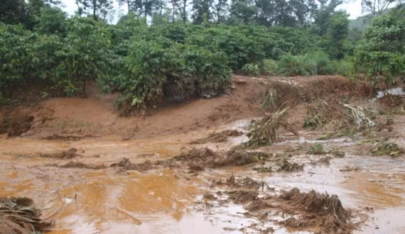 Nhiều diện tích cây trồng bị nước cuốn trôi.