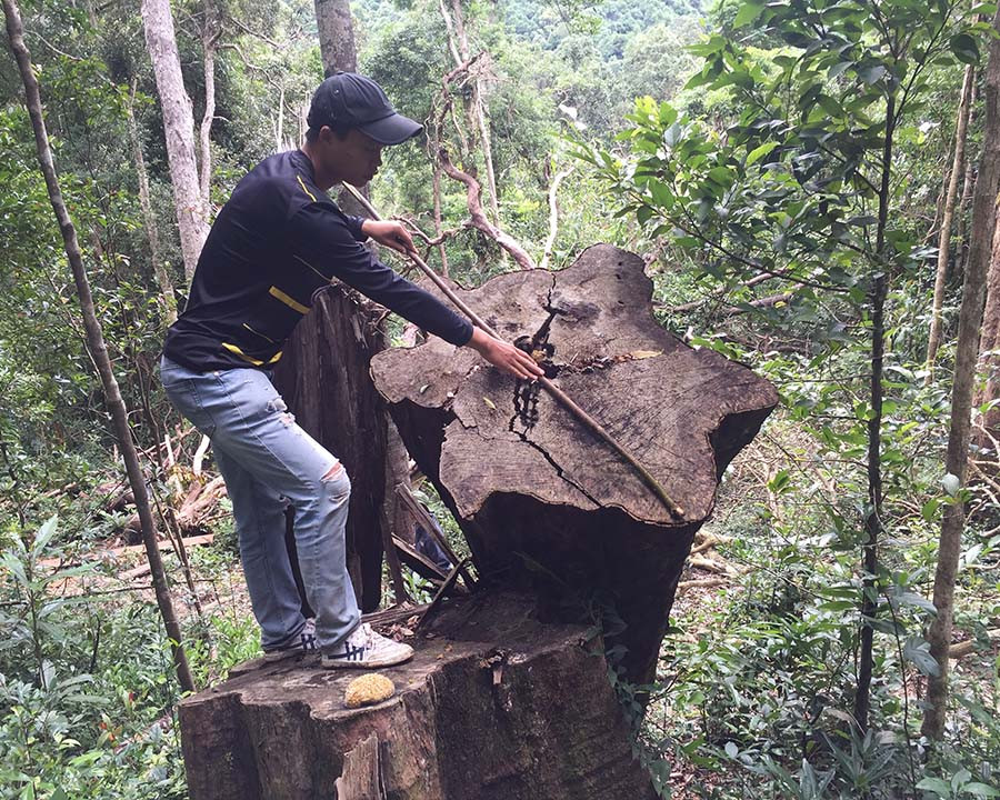 Cây gỗ mới bị đốn hạ còn chảy nhựa chưa được lấy đi. Ảnh: Văn Ngọc