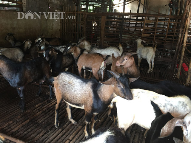 Trang trại nuôi “con be be” của gia đình anh Mừng, cứ 3 tháng xuất bán 200 dê thịt. Mỗi tháng thu nhập 250 triệu đồng từ đàn dê. Trang trại nuôi “con be be” của gia đình anh Mừng, cứ 3 tháng xuất bán 200 dê thịt. Mỗi tháng thu nhập 250 triệu đồng từ đàn dê.