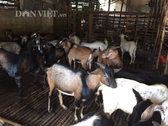 Trang trại nuôi “con be be” của gia đình anh Mừng, cứ 3 tháng xuất bán 200 dê thịt. Mỗi tháng thu nhập 250 triệu đồng từ đàn dê.