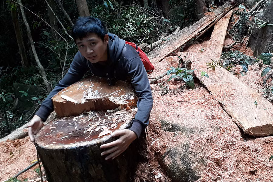  Nhiều gốc gỗ lớn bị đốn hạ. Ảnh: Văn Ngọc