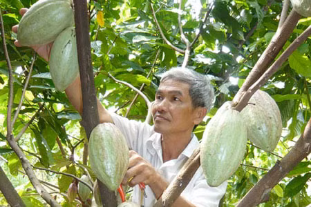  Cây ca cao-một trong những cây trồng phù hợp với vùng đất Tây Nguyên. Ảnh: K.N.B