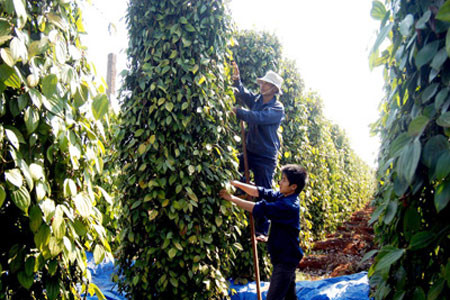 Thu hoạch hồ tiêu. Ảnh: K.N.B