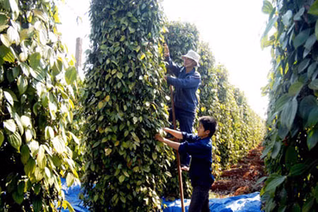 Thu hoạch hồ tiêu. Ảnh: K.N.B