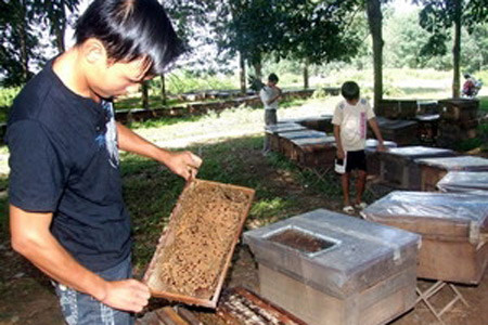 Đak Lak: Giá đường tăng, người nuôi ong lỗ nặng ảnh 1 Nuôi ong mật trong các khu vườn cao su.