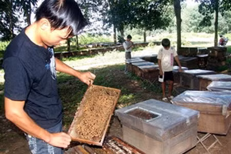 Nuôi ong mật trong các khu vườn cao su.
