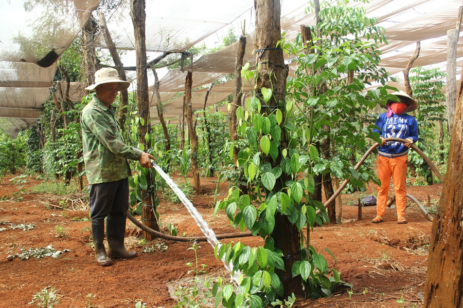 Nông dân xã Ia Phang, Ia Le, Ia Blứ, Ia Roong đang tất bật tìm nước tưới cho vườn hồ tiêu. Ảnh: Q.T Nông dân xã Ia Phang, Ia Le, Ia Blứ, Ia Roong đang quay cuồng tìm nước tưới cho cây tiêu. Ảnh: Q.T