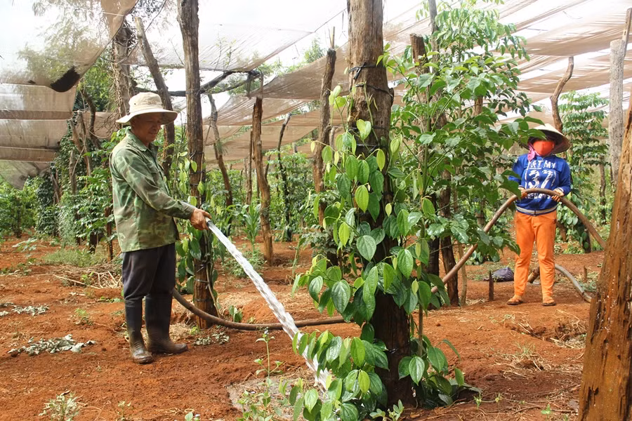 Nông dân xã Ia Phang, Ia Le, Ia Blứ, Ia Roong đang quay cuồng tìm nước tưới cho cây tiêu. Ảnh: Q.T