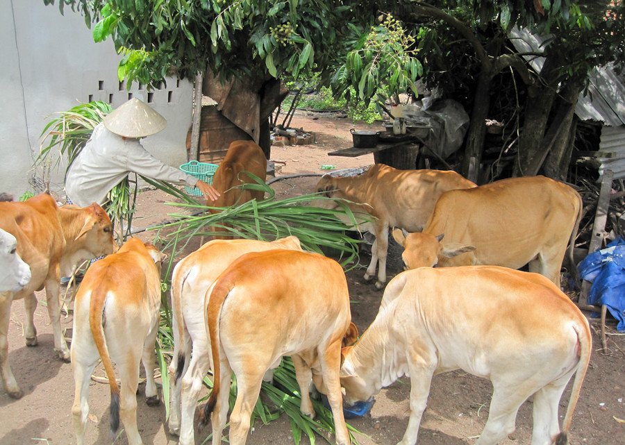 Người dân đã biết phát huy thế mạnh cây trồng, vật nuôi trên địa bàn để nâng cao thu nhập. Ảnh: Hồng Thi