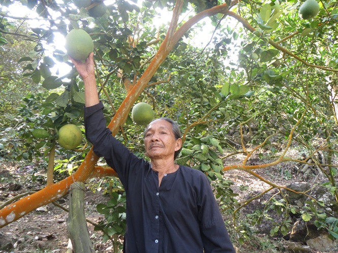 Ông Đào Văn Đua giới thiệu cây bưởi da xanh 8 năm tuổi trên Ô Vàng – núi Dài