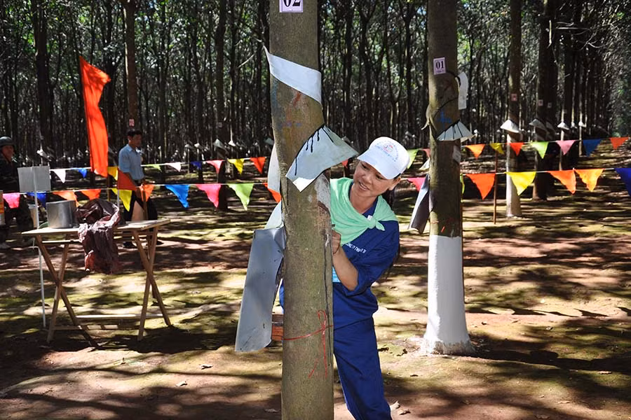  Chị Rơ Lan HBlơn đang cạo mủ cao su. Ảnh: Đ.X.T