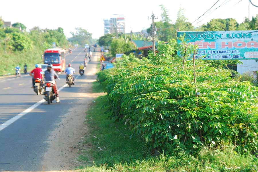 Các hộ buôn bán cây giống, cây cảnh vẫn ngang nhiên lấn chiếm hành lang an toàn giao thông quốc lộ 14-đoạn qua phường Yên Thế TP. Pleiku.  Các hộ buôn bán cây giống cây cảnh đưa hàng hóa xếp ngay trên tuyến hành lang an toàn giao thông quốc lộ 14- đoạn qua phường Yên Thế TP. Pleiku.