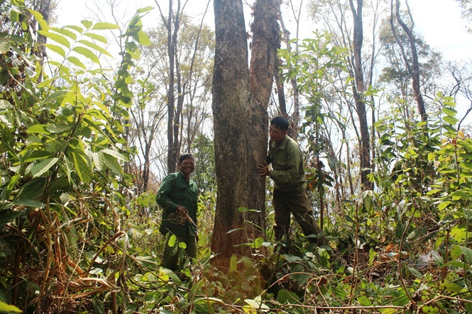 Niềm vui của Rơ Mah Kem (trái) trước thành quả mấy chục năm giữ rừng Niềm vui của Rơ Mah Kem (trái) trước thành quả mấy chục năm giữ rừng