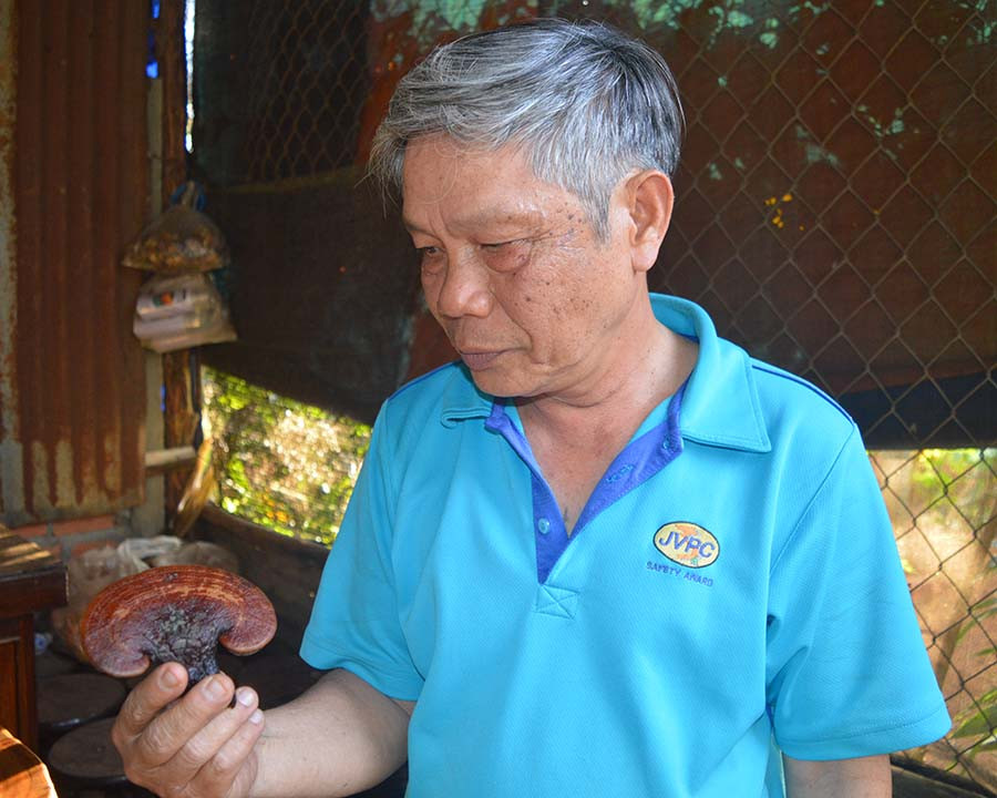 Ông Tuấn giới thiệu tai nấm linh chi Hoàng Chi Nhật Bản do ông sản xuất. Ảnh: Đ.Y Ông Tuấn giới thiệu tai nấm linh chi Hoàng Chi Nhật Bản do ông sản xuất. Ảnh: Đ.Y