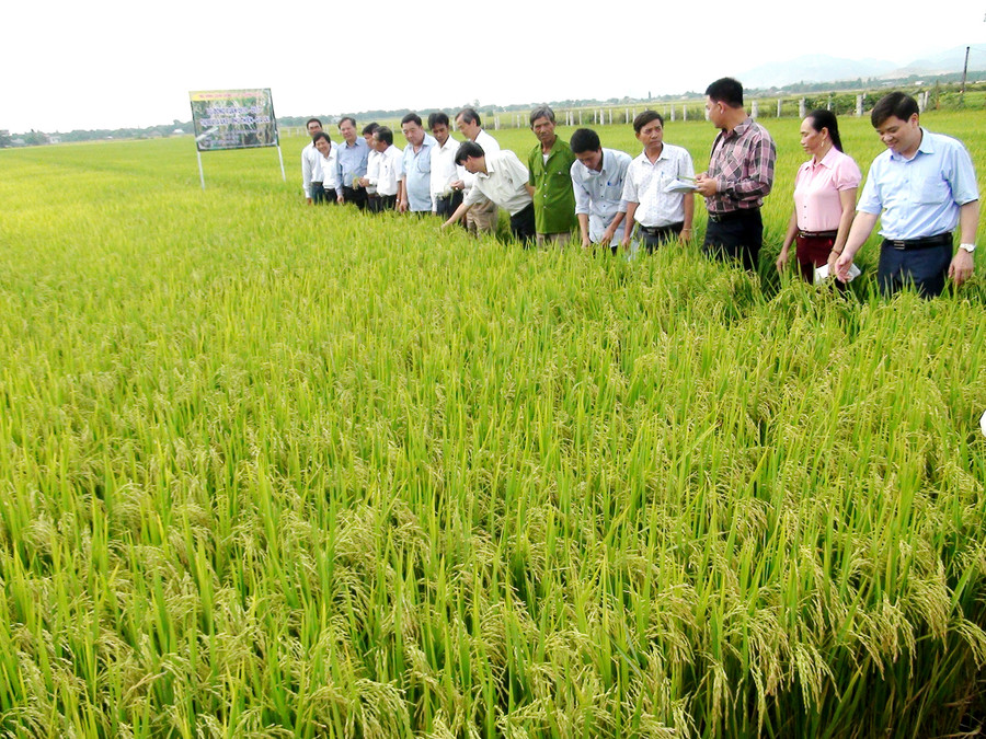 Giông lúa thuần LH12 dự kiến cho năng suất khá cao, ước đạt 92 tạ/ha. Ảnh: Q.T