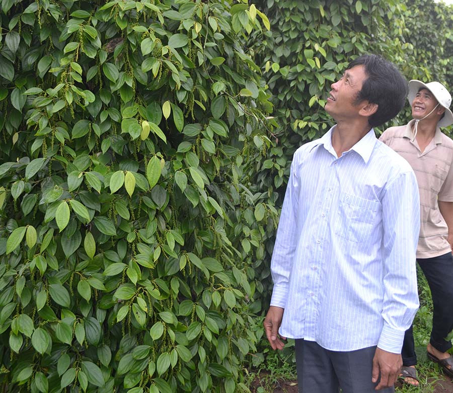 Giống đảm bảo chất lượng giúp cây tiêu phát triển tốt và cho năng suất cao. Ảnh: L.N Giống đảm bảo chất lượng giúp cây tiêu phát triển tốt và cho năng suất cao. Ảnh: L.N