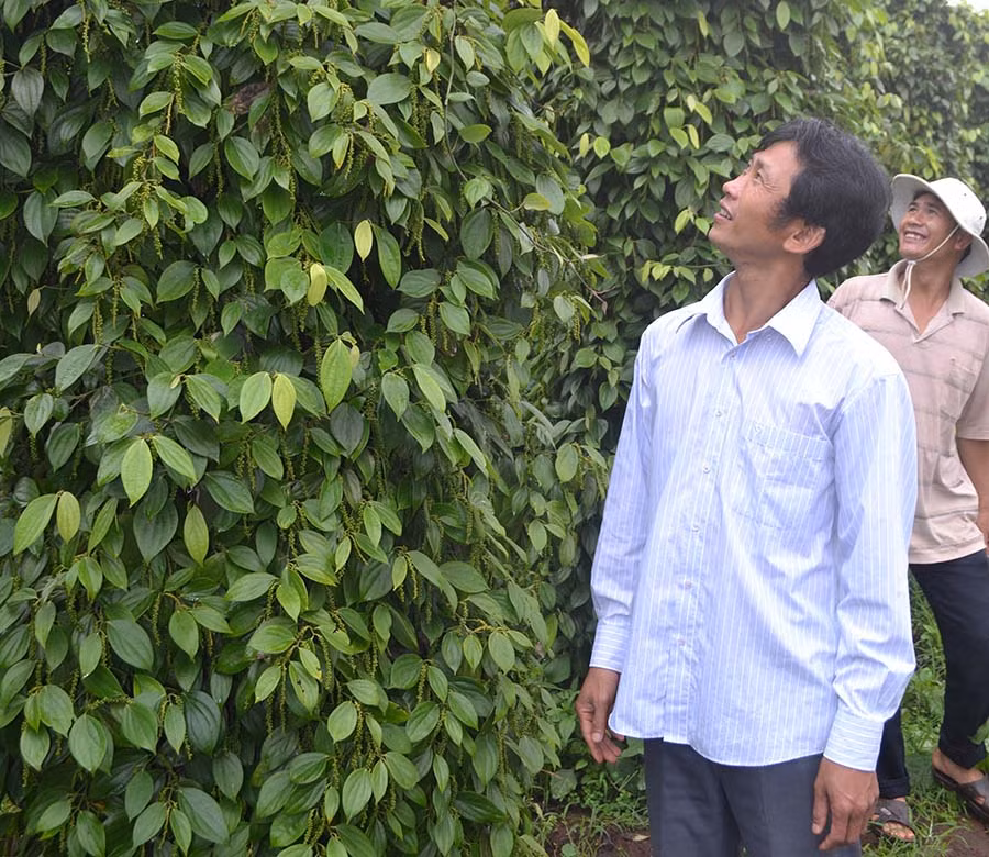  Giống đảm bảo chất lượng giúp cây tiêu phát triển tốt và cho năng suất cao. Ảnh: L.N