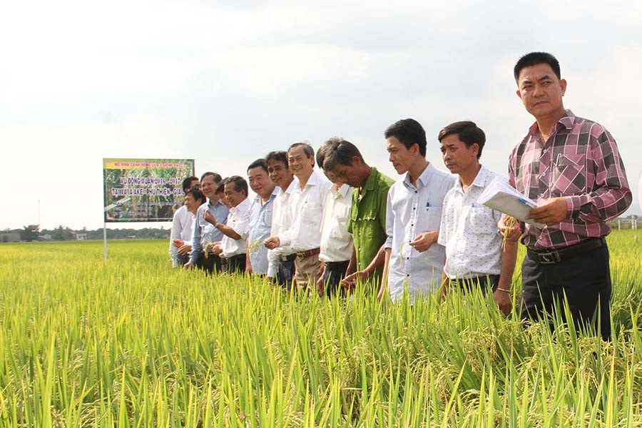 Giống lúa LH 12 cho năng suất và chất lượng rất cao. Ảnh: Văn Ngọc Giống lúa LH 12 cho năng suất và chất lượng rất cao. Ảnh: Văn Ngọc