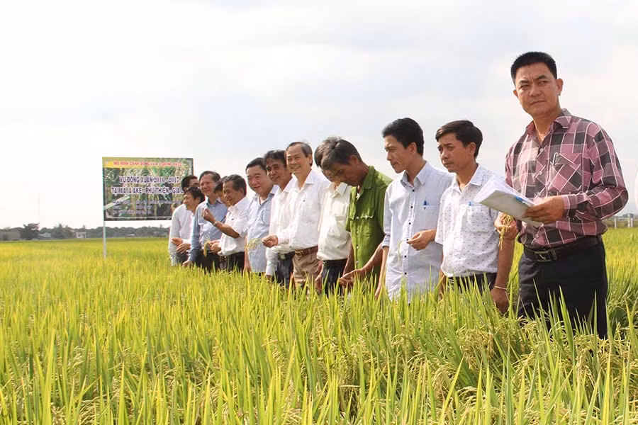  Giống lúa LH 12 cho năng suất và chất lượng rất cao. Ảnh: Văn Ngọc