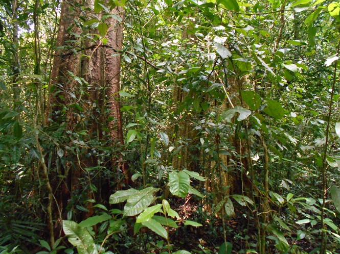 Một góc khu rừng hương quý ở Đức Cơ do 2 ông Mạnh và Rơ Mah Kem bảo vệ Một góc khu rừng hương quý ở Đức Cơ do 2 ông Mạnh và Rơ Mah Kem bảo vệ