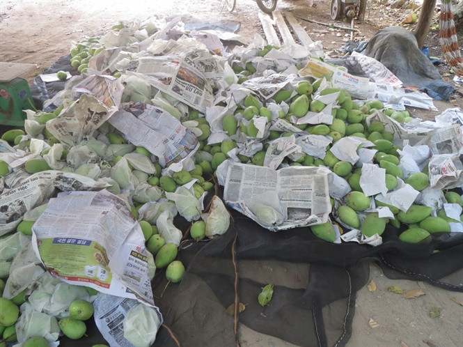  Ông Hai Đua thu hoạch xoài cát Hòa Lộc trên Ô Vàng – núi Dài