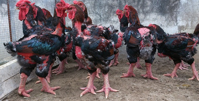 Ảnh: Mai Ka Ảnh: Mai Ka