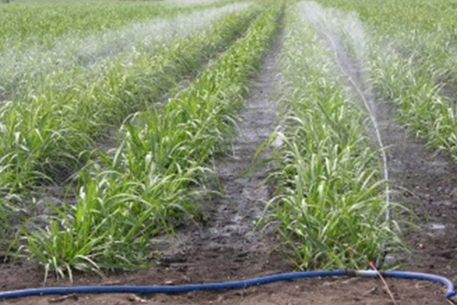  hinh Tưới béc - một trong những phương pháp tưới được TTCS - Gia Lai áp dụng và nhân rộng trên các vùng nguyên liệu