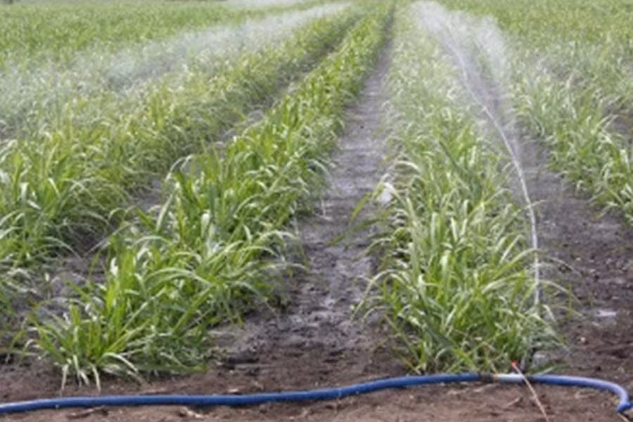  hinh Tưới béc - một trong những phương pháp tưới được TTCS - Gia Lai áp dụng và nhân rộng trên các vùng nguyên liệu