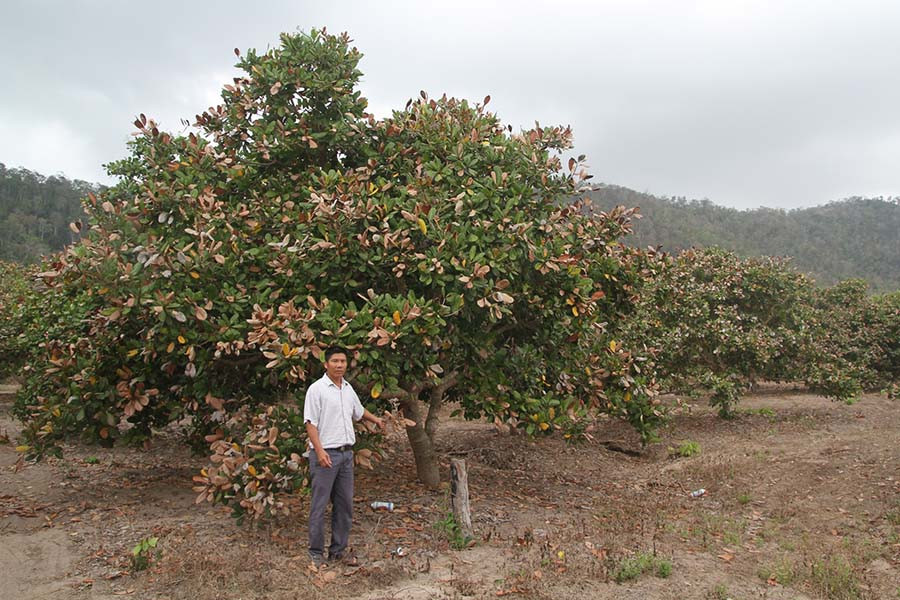  Vườn điều nhà anh Thuấn bị cháy ngọn không thể ra hoa vì bọ xít muỗi. Ảnh: L.V.N