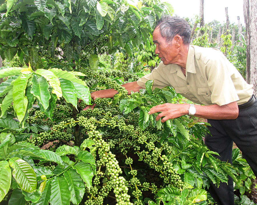 Tình trạng thiếu nước tưới đã ảnh hưởng tới tình hình sản xuất của người dân. Ảnh: Trần Dung Tình trạng thiếu nước tưới đã ảnh hưởng tới tình hình sản xuất của người dân. Ảnh: Trần Dung