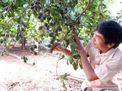 Cây mắc ca đang được trồng nhiều ở Tây Nguyên. Cây mắc ca đang được trồng nhiều ở Tây Nguyên.