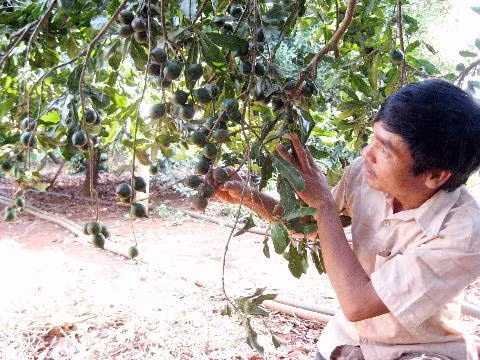 Cây mắc ca đang được trồng nhiều ở Tây Nguyên.