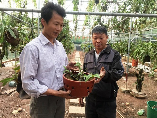 Anh Hoạt với giò lan phi điệp đột biến có giá 60 triệu đồng Anh Hoạt với giò lan phi điệp đột biến có giá 60 triệu đồng