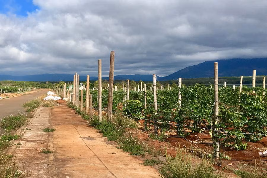  Mặt bằng Cụm CN-TTCN Đak Djrăng được người dân mượn trồng chanh dây và phơi mì. Ảnh: k.l