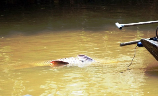  Con cá hô quý hiếm vừa được ngư dân Sài Gòn lưới được trên sông Đồng Nai sáng 28-4