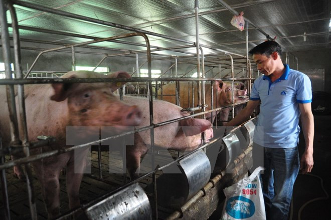 Ảnh minh họa Ảnh minh họa