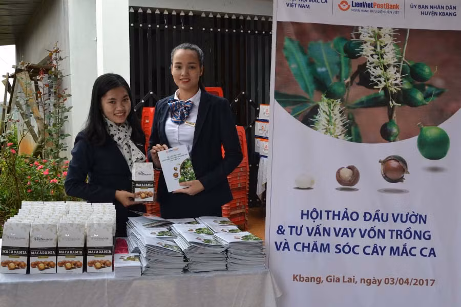 Ngân hàng Bưu điện Liên Việt sẽ hỗ trợ vốn và kỹ thuật cho người trồng mắc ca. Ảnh: N.T