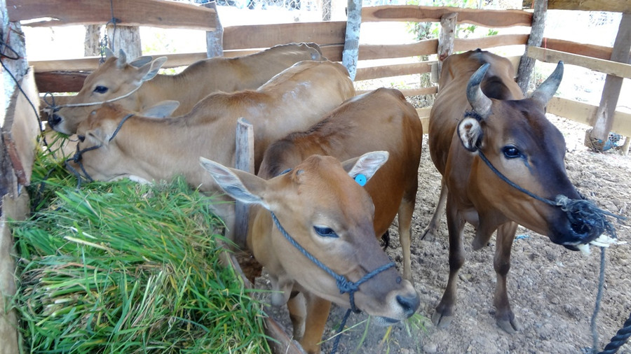 Hộ bà Hyah được Công an thị xã hỗ trợ 2 con bò sinh sản và cho nuôi rẽ thêm 2. Ảnh: Q.T