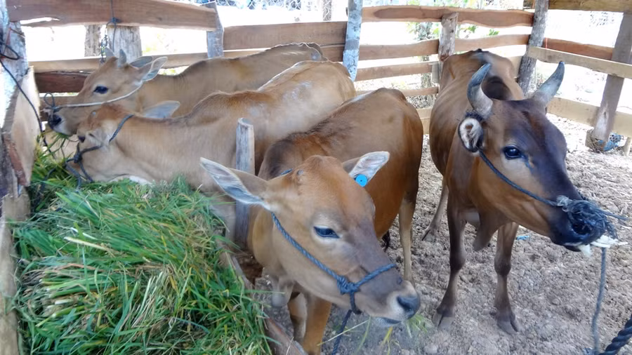 Hộ bà Hyah được Công an thị xã hỗ trợ 2 con bò sinh sản và cho nuôi rẽ thêm 2. Ảnh: Q.T
