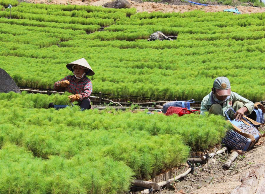  Vườn ươm thông ba lá để trồng rừng. Ảnh: N.D