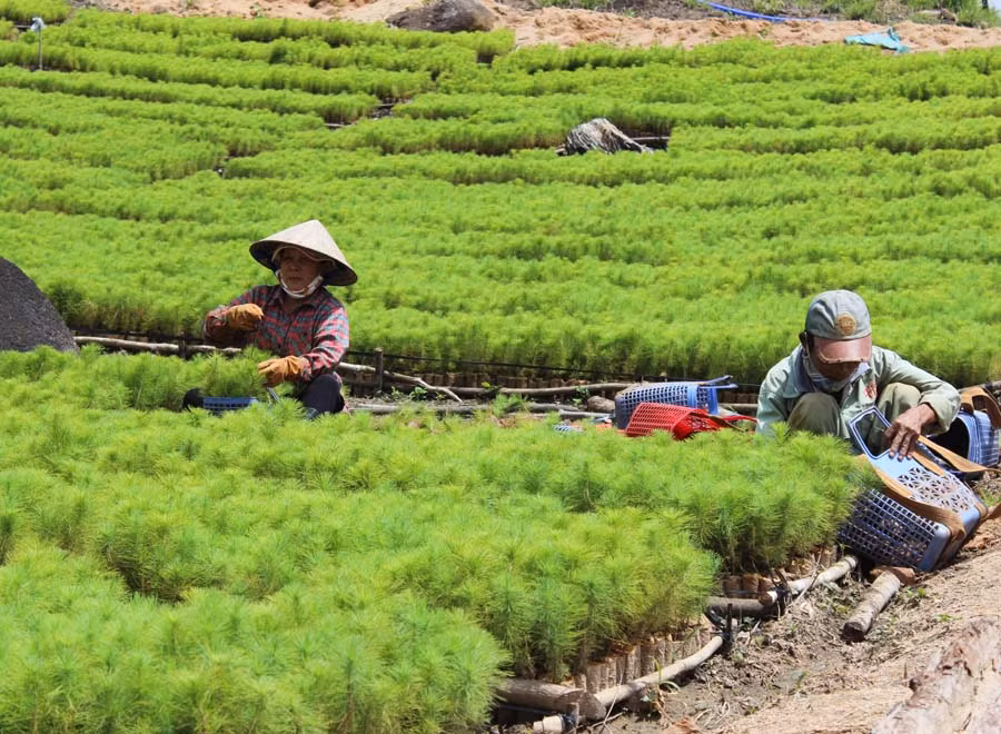  Vườn ươm thông ba lá để trồng rừng. Ảnh: N.D