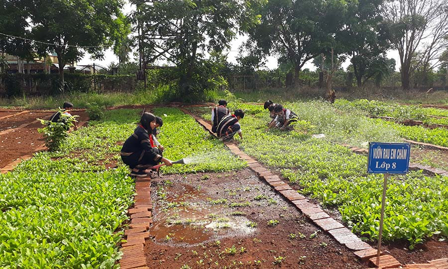 Các chi đội thay phiên chăm sóc vườn rau. Ảnh: N.T Các chi đội thay phiên chăm sóc vườn rau. Ảnh: N.T