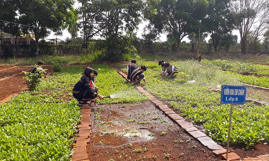 Các chi đội thay phiên chăm sóc vườn rau. Ảnh: N.T
