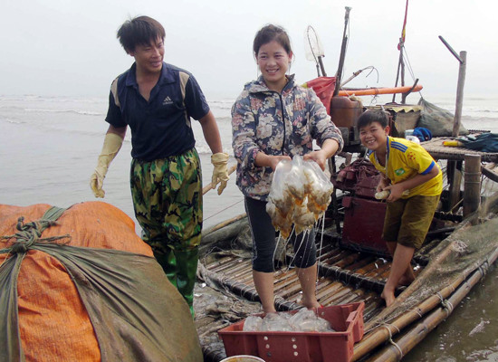 Niềm vui được mùa sứa của ngư dân Diễn Hải Niềm vui được mùa sứa của ngư dân Diễn Hải