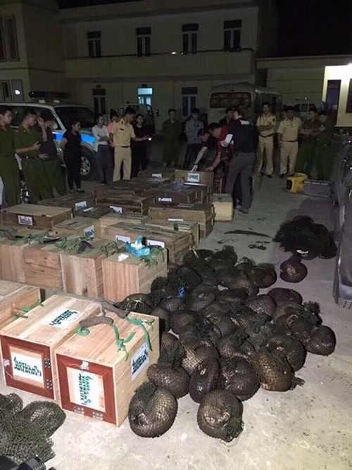 118 cá thể tê tê quý hiếm trên chiếc xe ô tô 7 chỗ