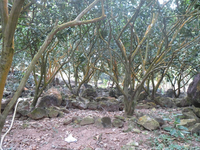 Vườn bưởi 8 năm tuổi trên núi Dài của ông Hai Đua