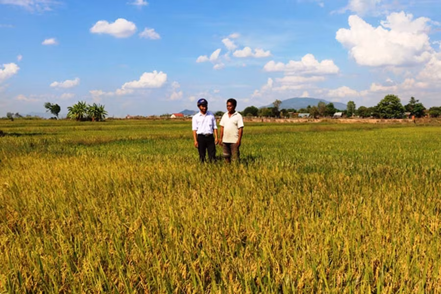  Cánh đồng lúa của bà con làng Đút, xã Ia Lâu năm nay bội thu nhờ được chủ động nguồn nước tưới. Ảnh: H.T