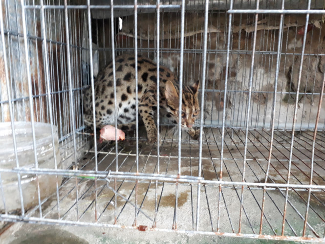 Mèo rừng do anh Bào gài bẫy bắt