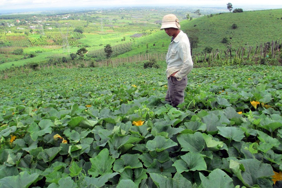 Ruộng bí đỏ hơn 3 ha chỉ lác đác trái. Ảnh: Q.T Ruộng bí đỏ hơn 3 ha chỉ lác đác trái. Ảnh: Q.T